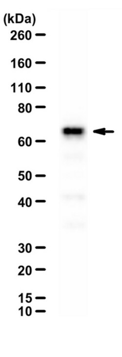 MilliporeSigma MeCP2, Rabbit, Unlabeled, Polyclonal, 100&mu;g; Unlabeled:Antibodies,